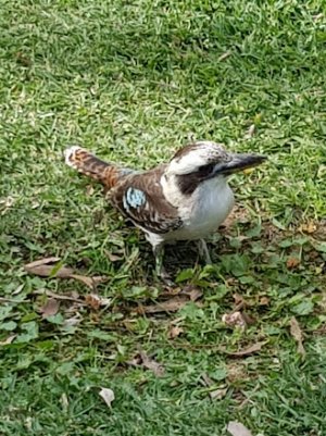 kookaburra.jpg