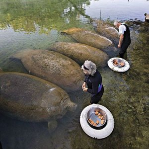 manatees.jpg