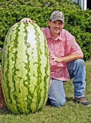 watermellon.jpg