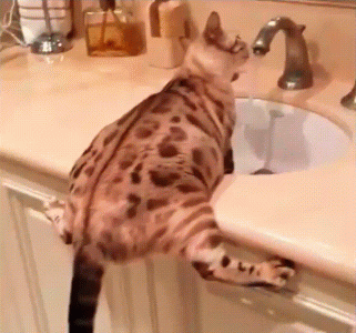 funny-cat-2020-9.gif