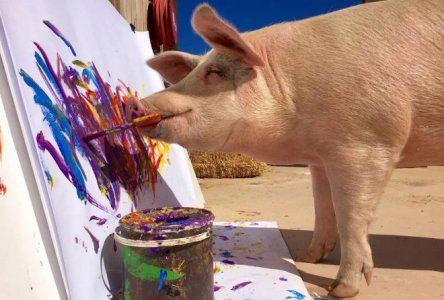 1-meet-painter-pigcasso.jpg