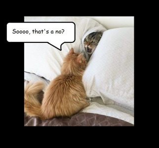 two cats caption.jpg