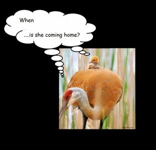 crane and baby fin.jpg