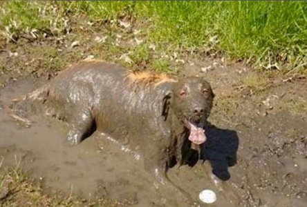 Mud @.jpg