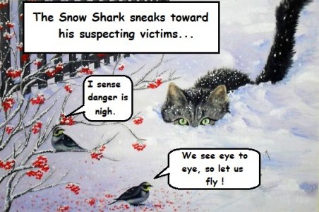 snow shark.jpg