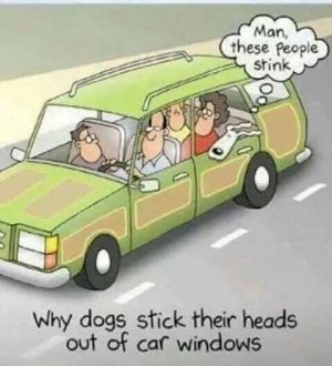Dog out window.jpg