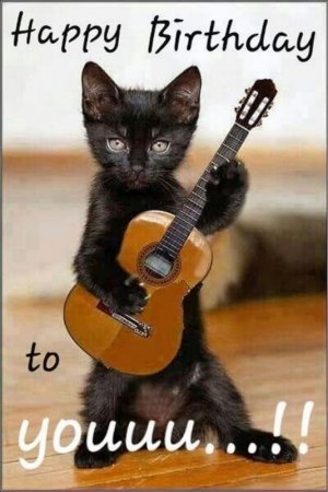 101 Funny Cat Birthday Memes for the Feline Lovers in Your Life.jpeg