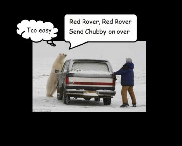 polar bear, car, man.jpg