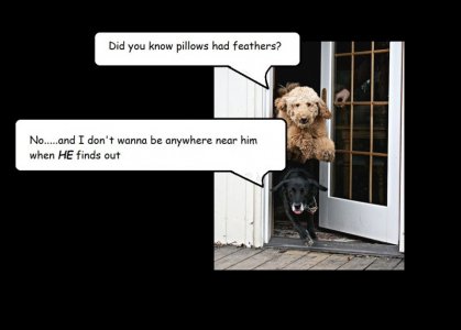 dogs of a feather.jpg