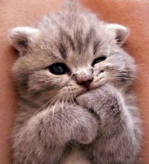cute kitten.jpg