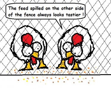 chickens.jpg