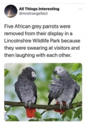 5parrotsSwearLaugh.jpg