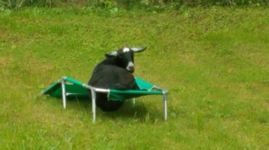 lounging goat.jpg
