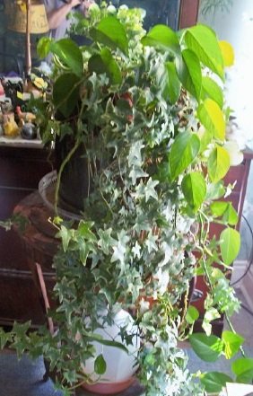 ivy.jpg