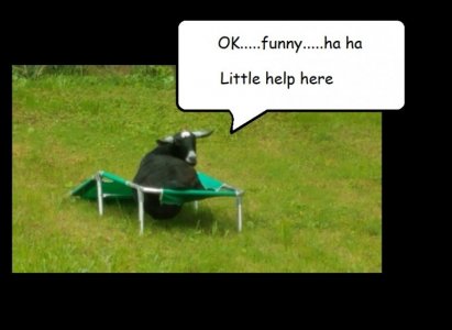 paco pet goat.jpg