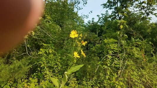 flower.jpg flower.jpg