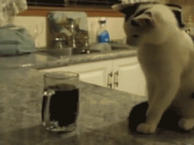 Awesome-White-Cat-Gif.gif
