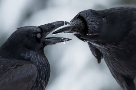 ravens.jpg