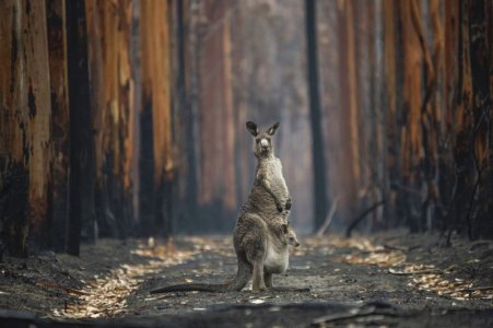 kangaroo.jpg