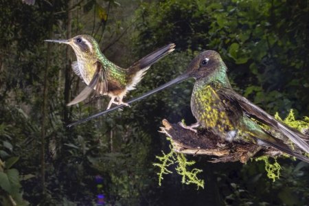 hummingbird.jpg