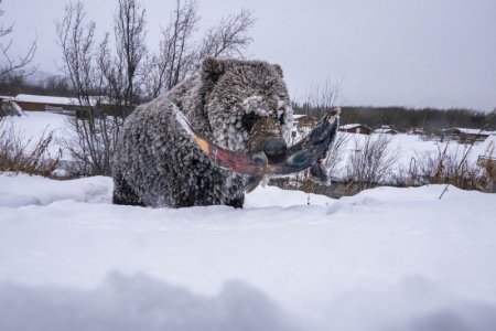 bear.jpg