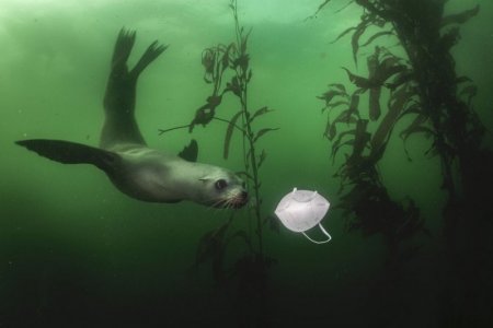 seal.jpg
