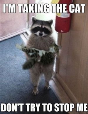 raccoon-say-i-am-taking-the-cat-funny-animal-meme-image-3529991547.jpg
