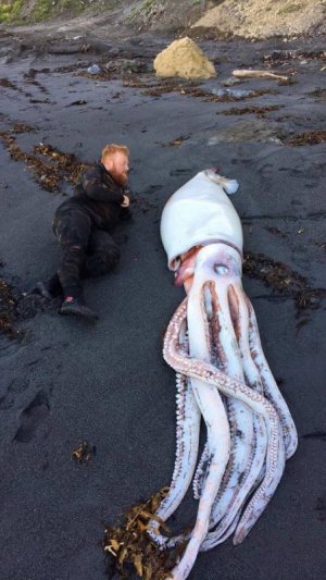 squid.jpg