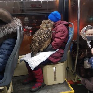 owl.jpg