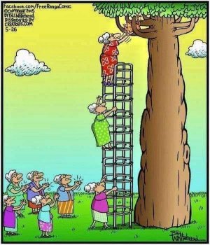 cat_rescue.jpg