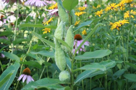 milkweeds.JPG