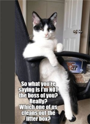 litterbox boss.jpg