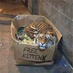 free kitten-tiger.jpg
