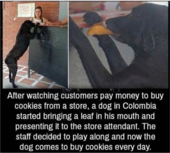 dog buys cookies with leaf.jpg