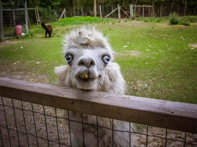 funny-photos-llama.jpg