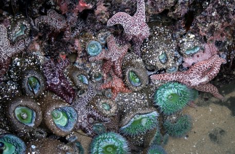 Tide_pools_in_santa_cruz.jpg