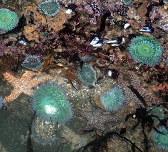 Tide_pools_in_santa_cruz_4.JPG