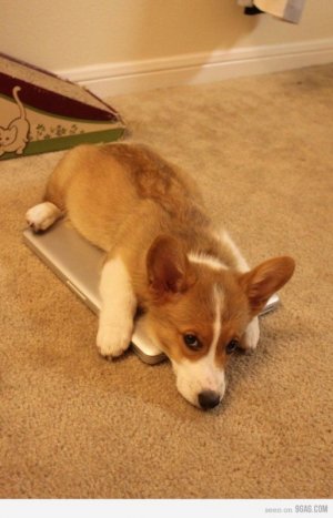 World's most expensive doggy bed.jpeg