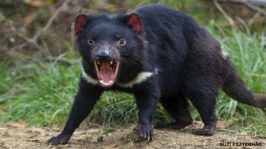 Tasmanian-Devil-1156x650.jpg