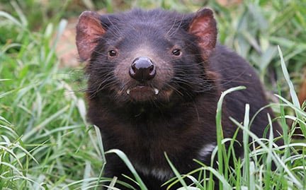 large-Tasmanian-Devil-photo.jpg