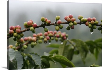 close-view-of-coffee-beans-with-dew-drops,1986001.jpg