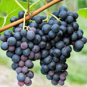 Concord-Grape-450w_650x.jpg