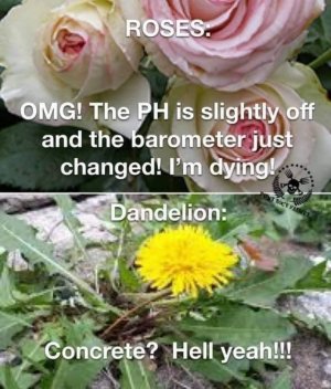 flower.jpg