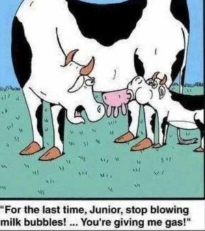 Giveing me gas cow.jpg