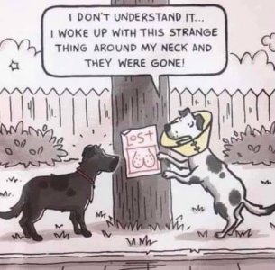 Dog thing gone.jpg