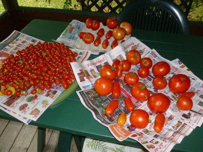 garden tomatoes.JPG