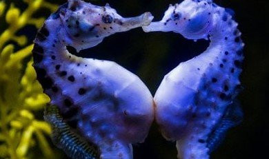 pot_belly_seahorse_600.jpg