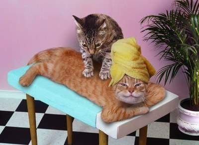 CAT MASSAGE.jpg