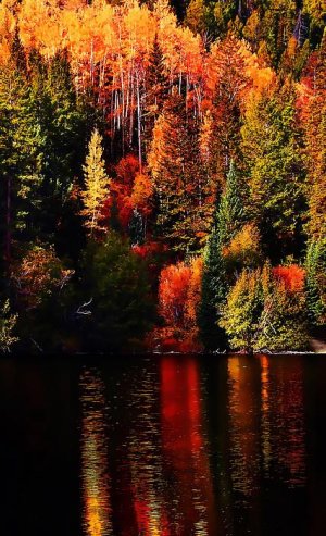 a1e172de366652021f64d574a6e0415f[1].jpg
