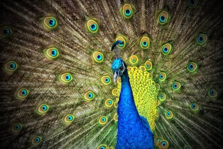 peacock-animal-iridescent.jpg